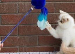 娱乐吃瓜君猫猫生日歌